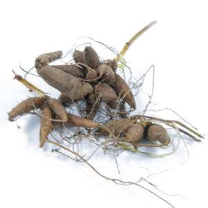 贵州中药材新鲜 红活麻 小红麻根 红禾麻 红火麻纯根 500克包邮