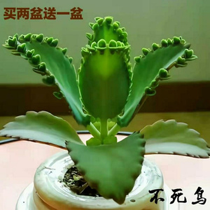 落地生根不i死鸟盆栽绿植蕾丝公主阔叶不死鸟多肉植物宽叶不死鸟