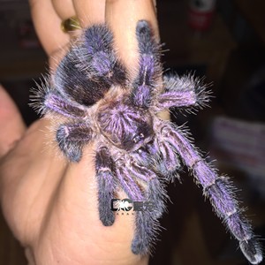 厄瓜多尔紫粉趾毒性图片