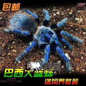 dc爬宠 巴西大蓝蛛2cm 幼体蜘蛛 活体蓝色宠物 寿命长
