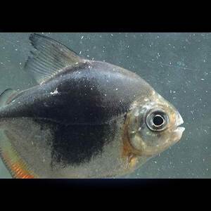 网红粗线银板鱼h黑配a银板虎纹银板细体银板鱼活线龙鱼桃鱼中包邮