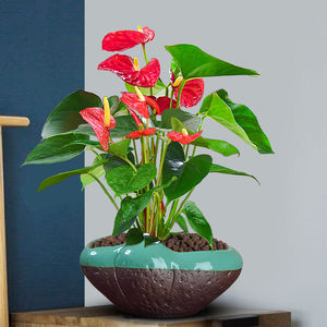 红掌盆栽植物室内花办公室绿植鸿运当头土培礼盆景t10红掌不含盆