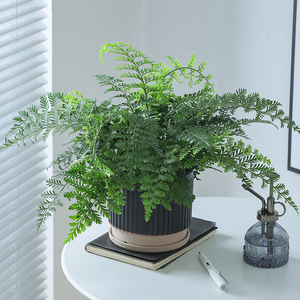 吉姆蕨室内客厅四季常青盆栽宝石蕨桌面植物铁线蕨类净化空气绿植