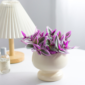 油画婚礼吊兰水培植物胭脂云绿植盆栽花卉办公室室内桌面多肉