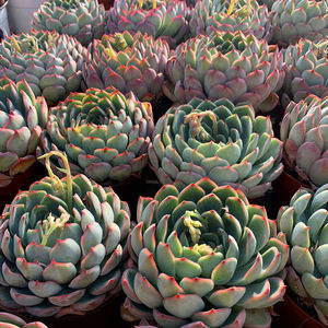 艳姬 大单头多肉植物盆栽花卉绿植云南露养基地直发包邮