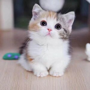小型宠物猫活体幼崽小中华田园猫橘猫狸猫折耳矮脚短毛可爱萌家养