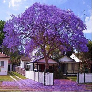 树苗风景树凤凰木红花楹庭院绿化蓝雾树苗紫云木黄花风铃木