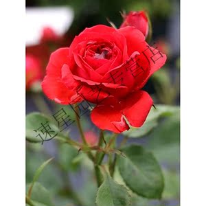 扦插苗庭院四季阳台花苗大地主拉伯雷非常正的红色月季