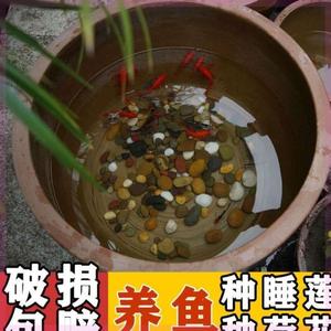 800人付款淘宝特大号防花容器h陶土养鱼盆大水缸民间g荷虫瓮腌制t缸