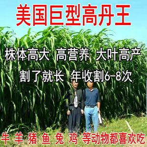 进口草籽高丹王四季种子牧草喂鱼养殖生鱼鱼草草种畜牧高产美国