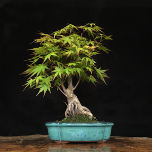 日本原生小叶矮霸鸡爪槭u微型小品红枫枫树老桩盆栽盆景阳台书房