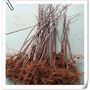 m26砧木矮化m9自根砧嫁接苹果苗用m9t337砧木砧苹果接穗非苹果苗