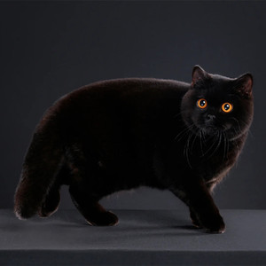英短黑猫纯黑曼基康矮脚猫孟买猫短毛猫黑煤球招财猫纯种活体幼猫