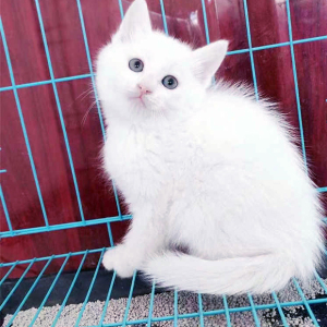 【白色土猫】白色土猫品牌,价格 - 阿里巴巴