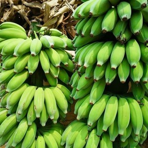 云南高山芭蕉老品种 新鲜香蕉当季水果香甜芭蕉水果非小米蕉