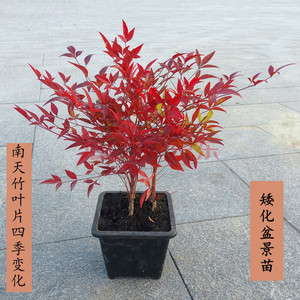 65李青霞伦淘宝水培吉利红植物绿萝发财树富贵竹办公室内花卉绿植