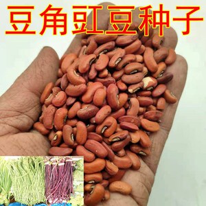 771人付款淘宝压趴架江西小五叶豇豆种子易种种子早熟高产 长豆角种子