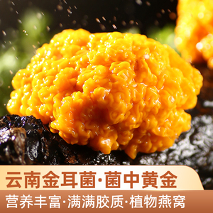 臻尚润云南新鲜黄金耳菌500g金黄银耳脑耳黄木耳煲汤农家特产菌菇
