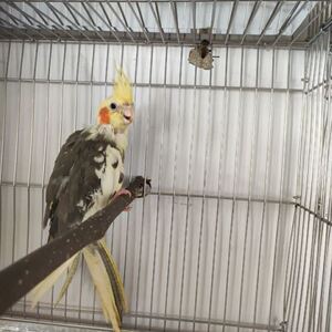 原始派特金头原始青年笼养鸟