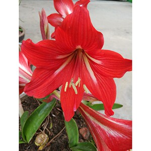 朱顶红红色球茎 对子莲  南君子兰 室内盆栽 盆景净化空气吸甲醛