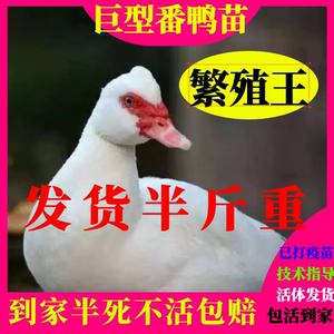 纯种黑白番鸭苗红脸鸭活体番鸭活苗脱温鸭下蛋鸭藤子鸭西洋鸭活苗