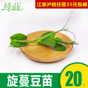 新鲜蔬菜 旋蔓豆苗 豆苗可食用芽苗菜 20g冷盘西餐摆盘装饰点缀
