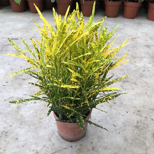 黄金万两盆栽植物