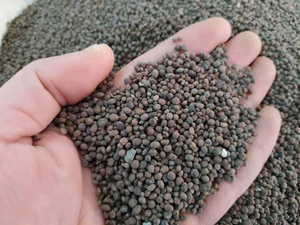 急性子种子 中药材种子 透骨草籽 凤仙花种子 阳台盆栽花卉 包邮