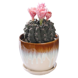 绯花玉仙人球缀化