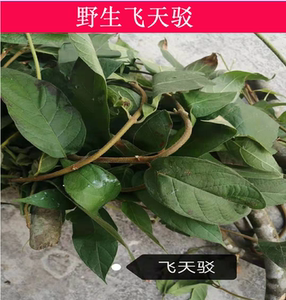 粤北山野生飞天驳土杜仲木杜仲白杜仲软羌藤仲藤白皮胶藤白胶藤