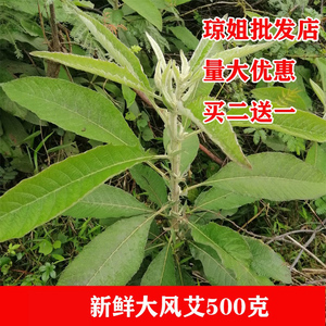 广西新鲜大风艾纳香牛耳艾叶紫珠赶风紫红大曰现采500克包邮