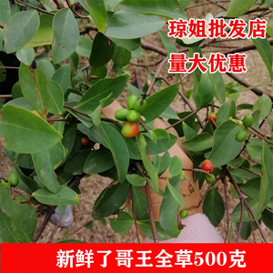 广西500克贼老草了哥王 现采中药材地棉根 新鲜整珠全草包邮