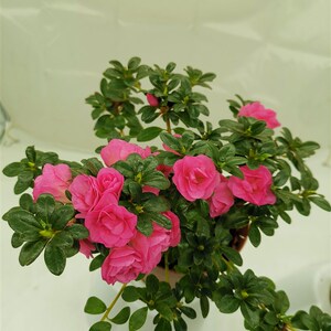 四季小玫瑰杜鹃花四季开花带花苞盆栽名贵稀有庭院阳台好养易成活