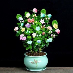 七彩茉莉花盆栽浓香大花茉莉绿植花卉室内外植物四季开花净化空气