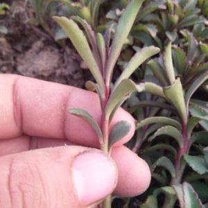红茎救心菜苗子红茎养心菜苗子费菜高钙菜景天三七种苗菜新鲜野菜