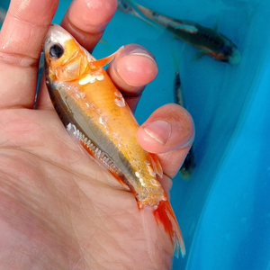 纯种日本鱼鲤活体锦蓝色锦鲤蓝/红e鬼翠锦鲤巨型无赘麟秋鳞齐金鱼