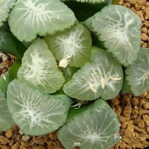 一物一拍ms 影虎万象十二卷美纹万象多肉植物v迷你肉肉38