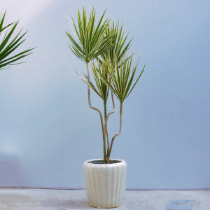 金边千年木盆栽北欧风室内植物好养客厅办公室大型落地绿植吸甲醛