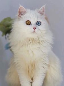 纯白异瞳金吉拉长毛狮子猫矮脚蓝眼布偶猫幼崽波斯猫活体宠物猫咪