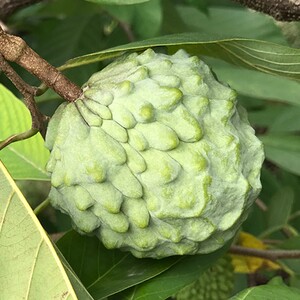 台湾释迦摩尼果