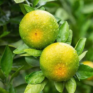 正宗广西皇帝柑热带水果新鲜桔子帝王贡柑应当季5/10斤装整箱包邮