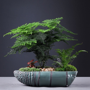 大文竹绿植客厅大颗好养竹类室内盆栽植物不需要阳光适合放的轻奢