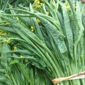 超纯柳叶菜心种子桂林菜花种子广东广西特色蔬菜种子卷叶菜心蔬菜