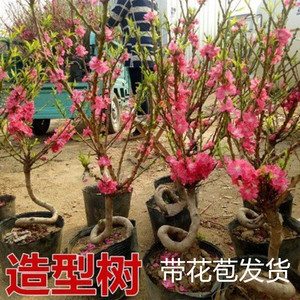 盆景红叶碧桃桃树苗观赏桃花寿心桃盆栽 寿星桃苗 带花苞阳台植物