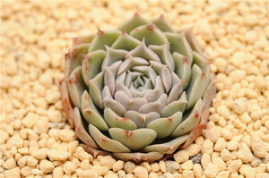 秋阳园艺 多肉植物 多肉 紫海 多肉 纸风车海琳娜杂交随机发货