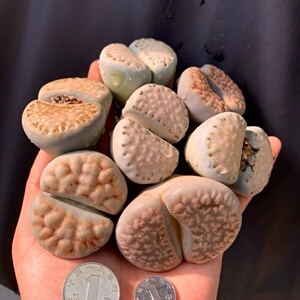 生石花大超大双头