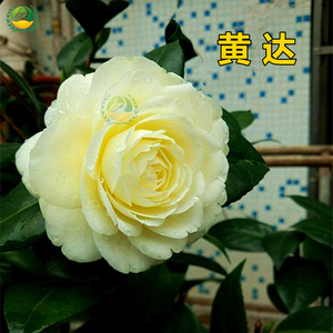 【黄色茶花树苗】黄色茶花树苗品牌,价格 - 阿里巴巴