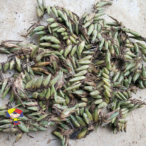 新鲜石仙桃大号果上叶单叶大号石橄榄