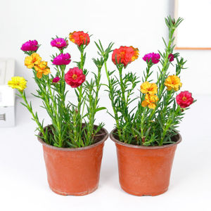 喜阳耐晒植物太阳花重瓣花苗盆栽苗四季适合阳台种植的花卉户外