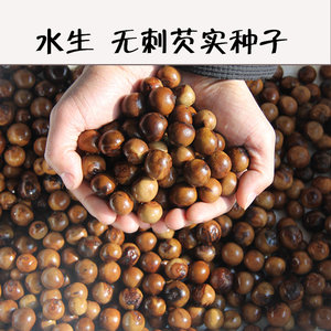 00 0人付款  淘宝 芡实种子 鸡头果 水生植物 鸡头实 鸿头 鸿头鸡头米